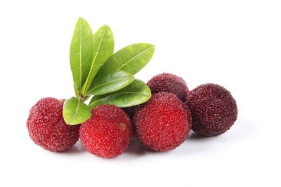 Bayberry (Xi'an Taima)    ― WEBJUICE.ru