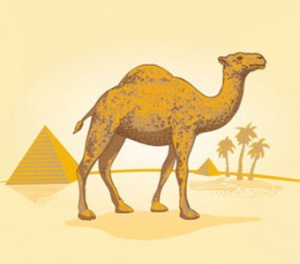 Табачный Camel (Xi'an Taima) ― WEBJUICE.ru